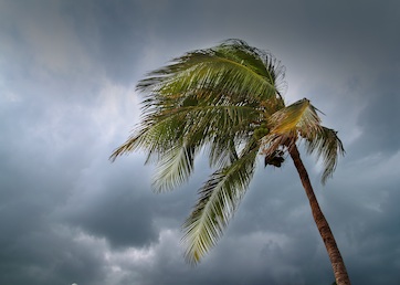 hurricane tropical storm coconut palm tree leaves cloudy gray sky